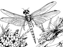 Dragonfly Black And White. Coloring Book Or Coloring Page For Kids. Raster Generative Ai.