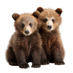 Wall Mural - Two brown bear cubs, front view, transparent, isolated on white background