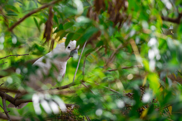 Cockatoo parrot sitting on a green tree branch in Australia. Big white and yellow cockatoo with nature green background