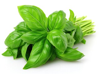 Poster - fresh herbs basil white background