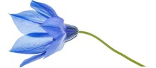 Close-up Studio Photograph Of A Single Blue Flower, Isolated On A White Background.