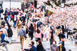 東京の桜の名所　花見シーズン　混雑する千鳥ヶ淵【東京都・千代田区】　
A famous place for cherry blossoms in Tokyo. 