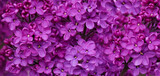 Fototapeta  - Lilac flowers background, macro, soft focus