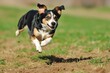 dog sprinting with focused expression