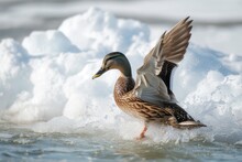 Duck Flapping Wings Vigorously, Splashing Near Ice Edge