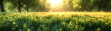 Beautiful Panorama Of Golden Grass Field On Spring Season With Warm Morning Sun Light, Freshness, Yellow Green Color On Blurred Naural Background.
