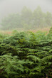 © Austockphoto - Ferns in the fog