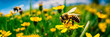 bees collect honey in a flower meadow honeycomb . Selective focus.