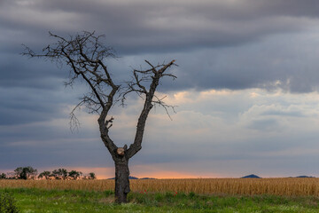 alter Baum gegen Himmel mit Lichstimmung Abendhimmel