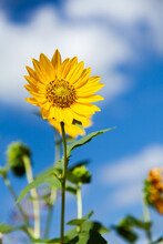 Wild Golden Sunflower In Bright Sunlight With Blue Sky