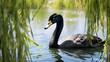 A beautiful lake view with an elegant black swan swimming through aquatic grass growing in green lake water, under freshly growing willow branches on a sunny day in early spring