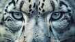 Snow Leopard Close-Up