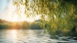 Close-up of a willow tree sprouting by the lake and the sunlight shining on the lake surfaceClose-up of a willow tree sprouting by the lake and the sunlight shining on the lake surface