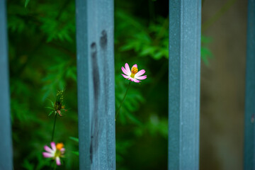 yellow imitation flowers have wheel-toothed leaves and yellow petals. the garden has many types of f