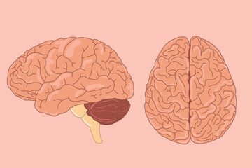 Wall Mural - two human brain vector illustration. side view of brain with cerebrum, brainstem and cerebellum to s