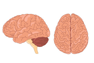 Wall Mural - human brain vector illustration. side view of brain with cerebrum, brainstem and cerebellum to study