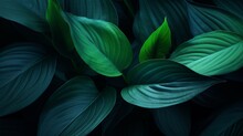 Close-up Detail Macro Texture Bright Blue Green Leave Tropical Forest Plant Spathiphyllum Cannifolium In Dark Nature Background.Curve Leaf Floral Botanical Abstract Desktop