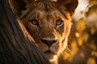 Intense Gaze of an African Lion in Twilight