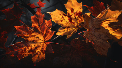 Wall Mural - maple leaves illuminated by the sunlight against the vibrant hues of a sunset sky