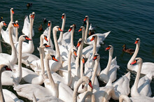 Geneva, Switzerland, Europe - Lake Geneva, Wild Swans Gathered On The Shore On Quai Gustave Ador Side Of The Lake