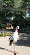 white stork in Orangerie Park Strasbourg France