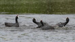 Red-knobbed coots fighting with water splashing