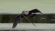White-breasted cormorant flying over green water with nest building material in its beak