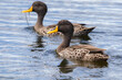 Two yellow-billed ducks swimming