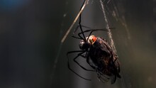 Close Up Of A Silk Orb Weaver Spider Eating A Butterfly In His Net