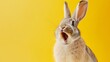Happy funny excited rabbit hare with long ears and wide open mouth on bright background, banner with copy space