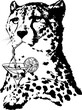 Vector portrait of cheetah drinking coctail. Isolated on white black element for design card, poster, invitation with nice animal.