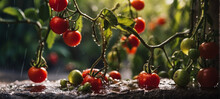 Young Plants, Tomatoes, Small Red Cherries Growing On The Ground In The Rain, Save Lives, Banner