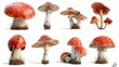 Set of Mushroom
