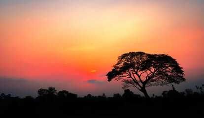 Amazing sunset and sunrise.Panorama silhouette tree on africa.Dark tree on open field dramatic sunrise.Safari theme.