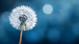 Fototapeta Dmuchawce - Dandelion with seeds blowing away in the wind across a clear blue sky with copy space.