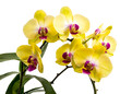 gelbe Orchideen isoliert auf weißen Hintergrund, Freisteller