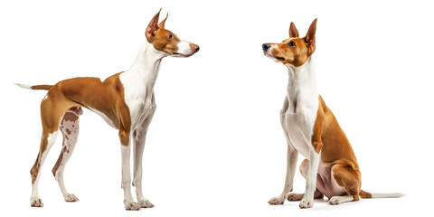 Sticker - Dog Ibizan Hound