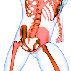 Wall Mural - Human Skeleton System Bone Joints Anatomy