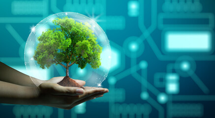 Human hand holding growing tree with wireframe globe. Network connection and Circuit Converging point background. Green IT, Nature Technology interaction, and Ecology concept. 