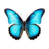 Fototapeta Motyle - Blue glowing butterfly isolated,  transparent PNG Background
