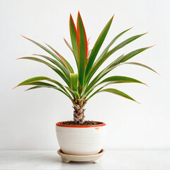 Illustration of potted red-edged dracaena plant white flower pot Dracaena marginata isolated white background indoor plants
