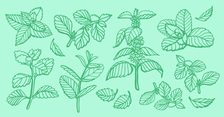 Wall Mural - Isolated vector hand drawn set of peppermint and melissa.Mint leaves branches and flowers, spearmint and melissa herbs.Culinary or medical aromatic plant twigs.Botanical elements on a green background