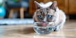 A gray cat with blue eyes sits on a wooden floor next to a glass bowl and drinks water. Beautiful british cat close up lapping water with pink tongue looking at camera