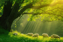 Sheep In The Green Meadow In Beautiful Sunshine
