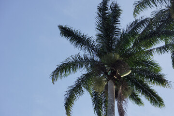 coconut trees