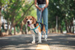 Owner and her beagle dog is having fun while walking in dog park in morning summer, Dog training.
