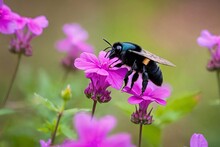 Fuzzy Big Burgundy Carpenter Bee Making A Direct Flight Path From A Bird House To Aromatic Pink Creeping Phlox.