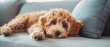 A caramel-colored puppy lounges on a sofa, its eyes filled with the sweet innocence of youth