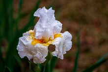White Bearded Iris With Raindrops