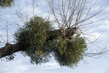 European Mistletoe Viscum Album Growing On A Tree With Blue Sky And Wispy Clouds In The Background